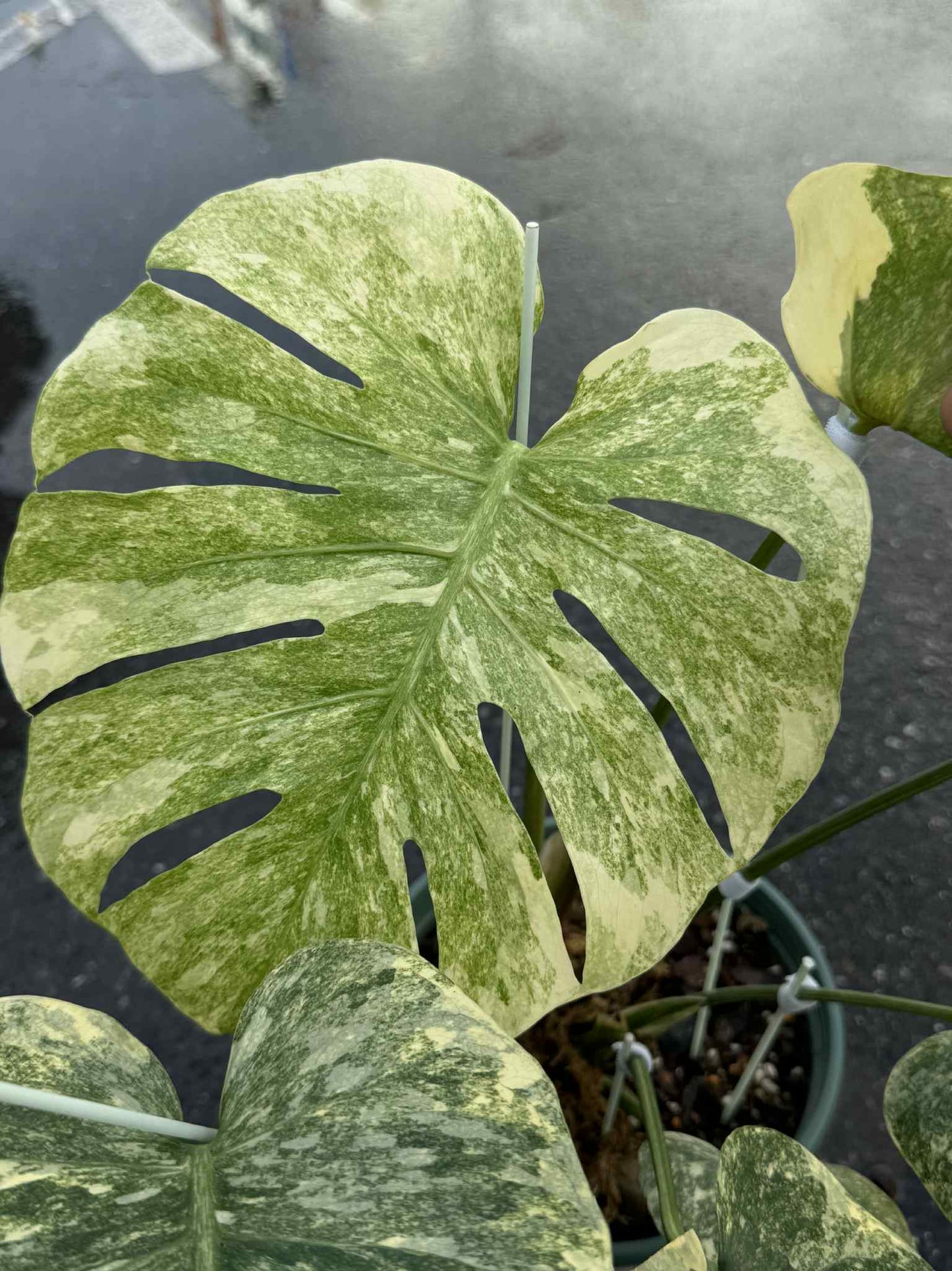 Monstera Thai Constellation Deliciosa “Legacy” Variegated – Actual Plant