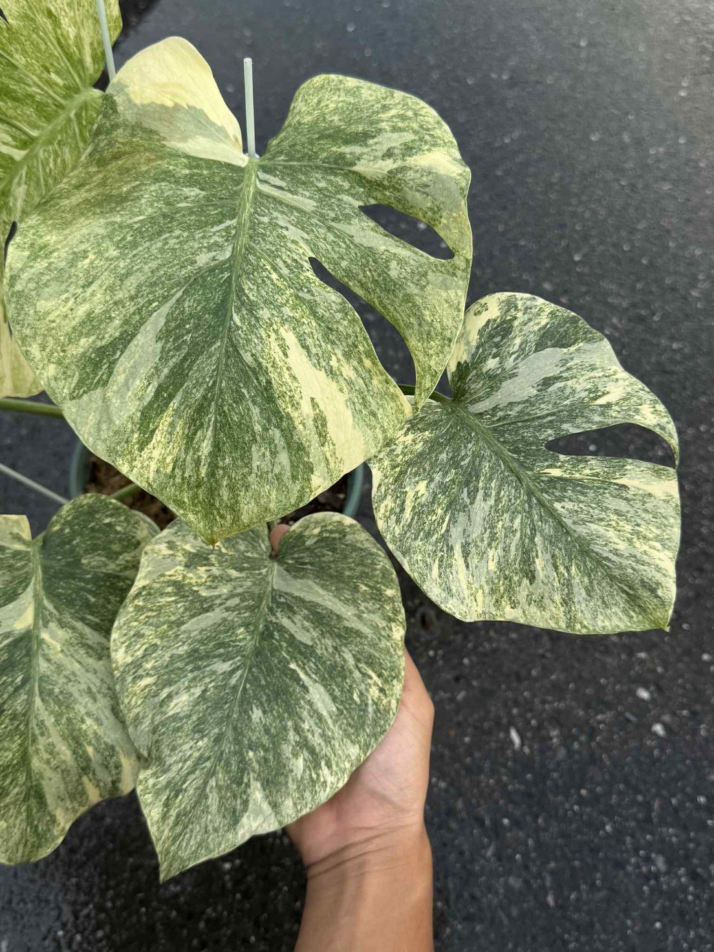 Monstera Thai Constellation Deliciosa “Legacy” Variegated – Actual Plant