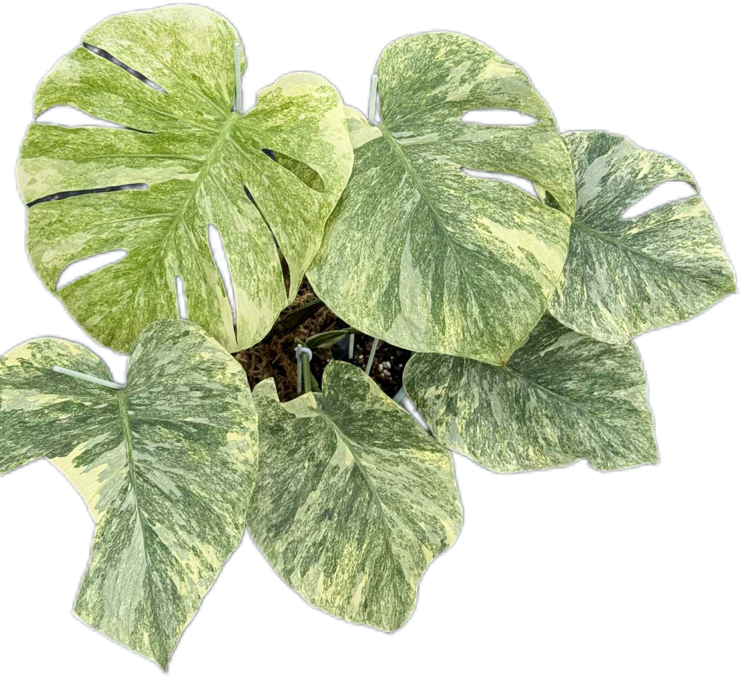 Monstera Thai Constellation Deliciosa “Legacy” Variegated – Actual Plant