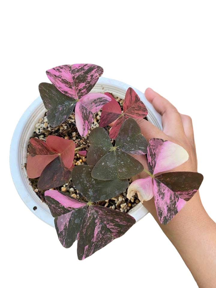 Buy Oxalis Triangularis Variegated | Thailand Export