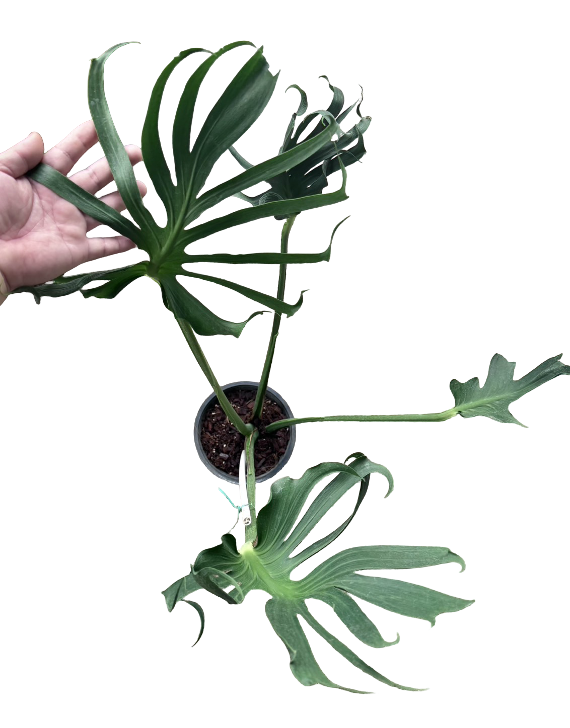 Buy Monstera deliciosa 'Full Mint Marble'… | Thailand Export