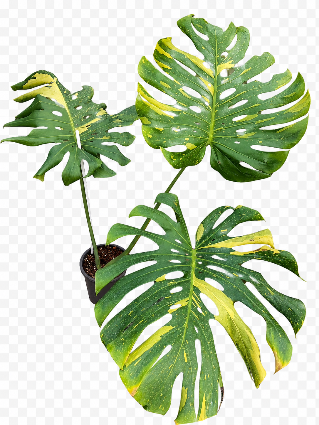 Monstera deliciosa ‘Gecko’ Aurea Variegated