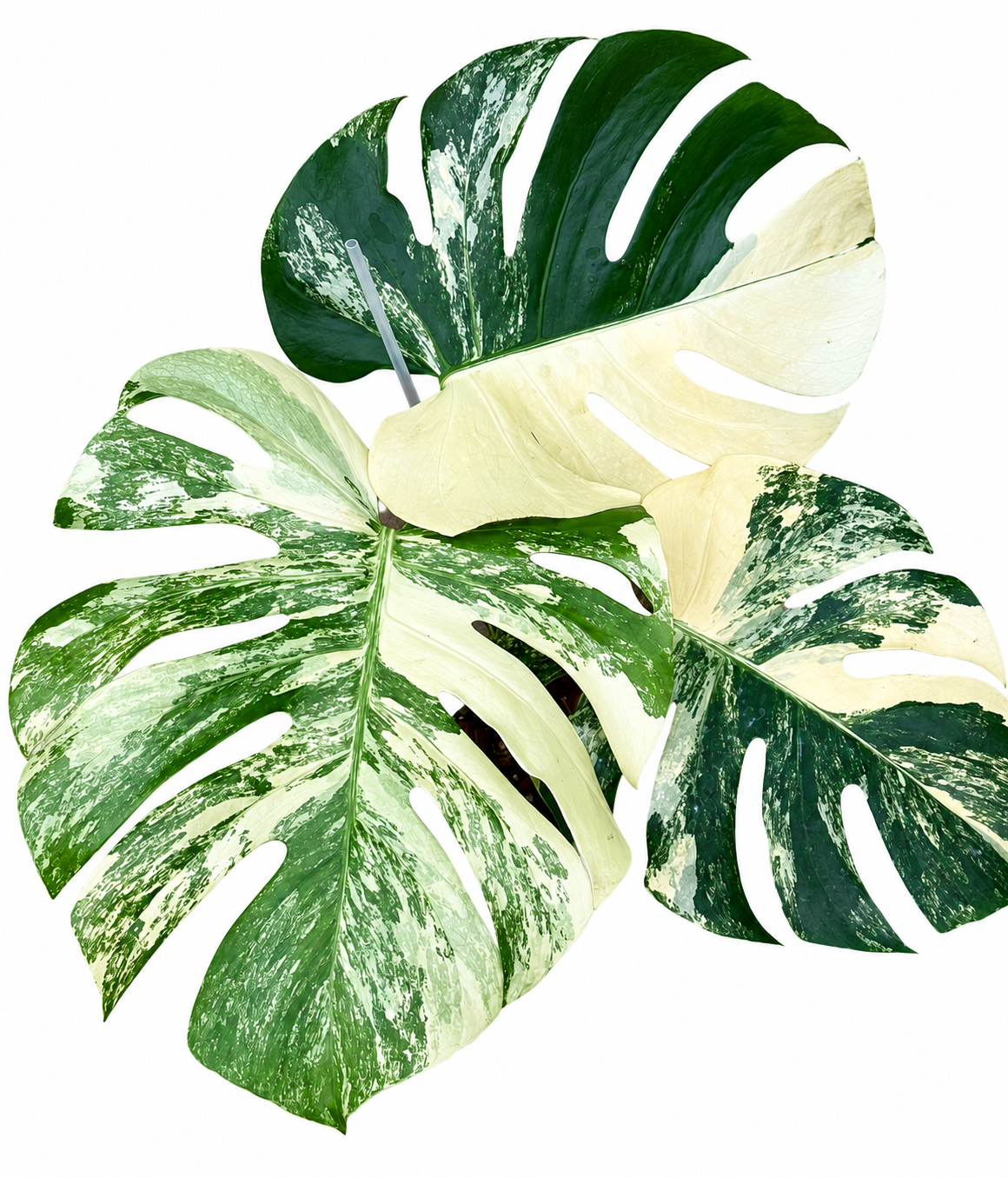Monstera deliciosa ‘Chameleon’ Variegated