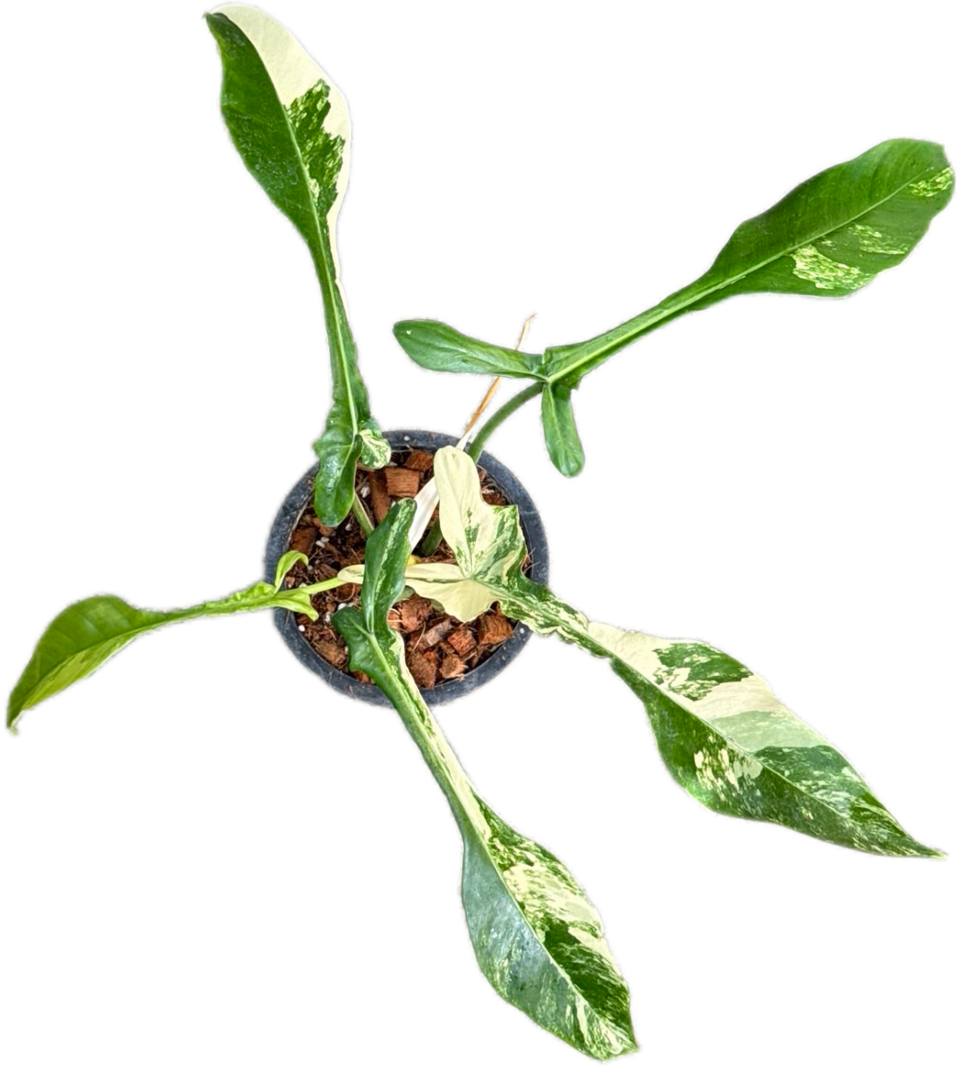 Buy Philodendron Joepii Variegated