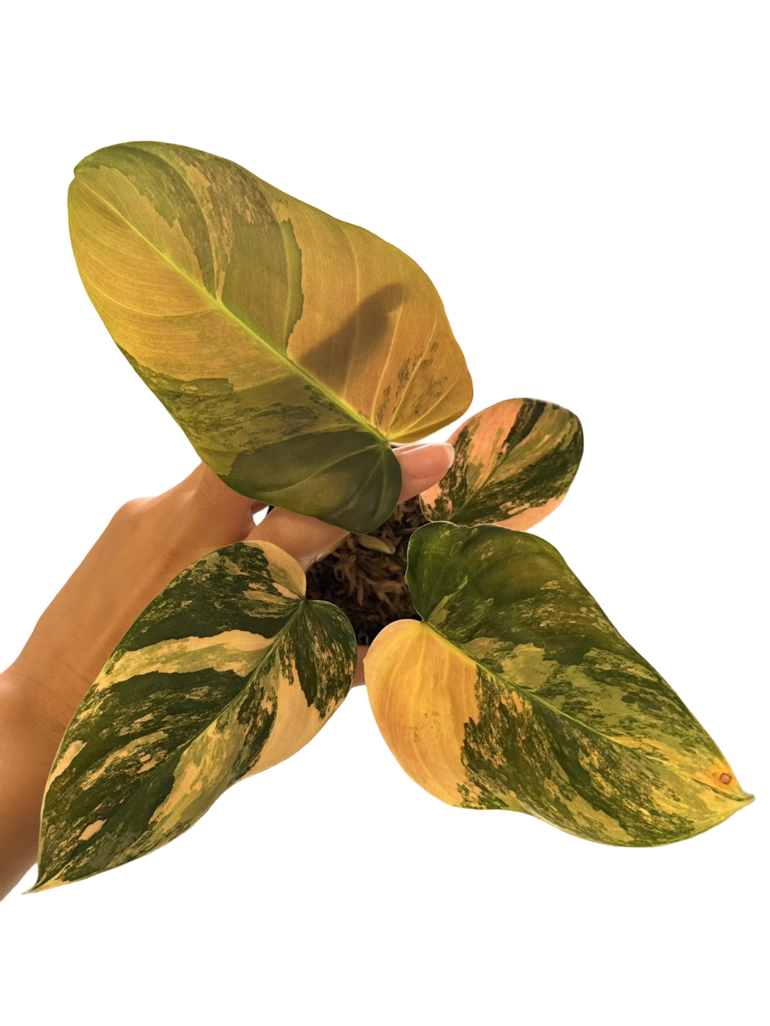 Philodendron Florida Beauty × Nangaritense Variegated