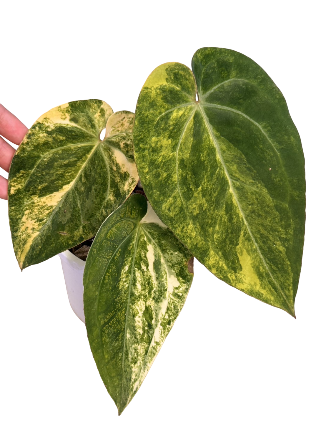 Anthurium papillilaminum × Michelle Variegated
