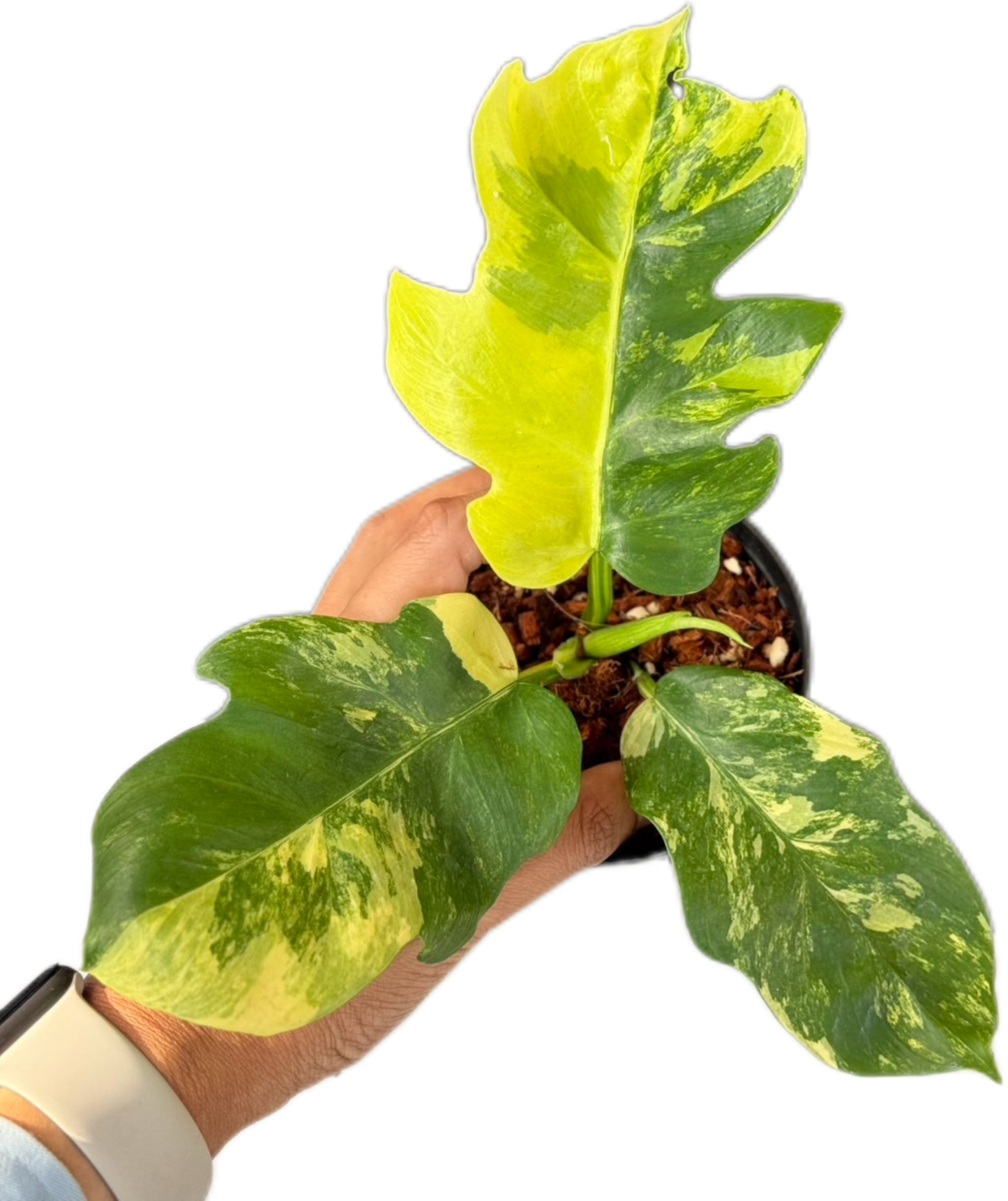 Rare Philodendron Distantilobum Variegated