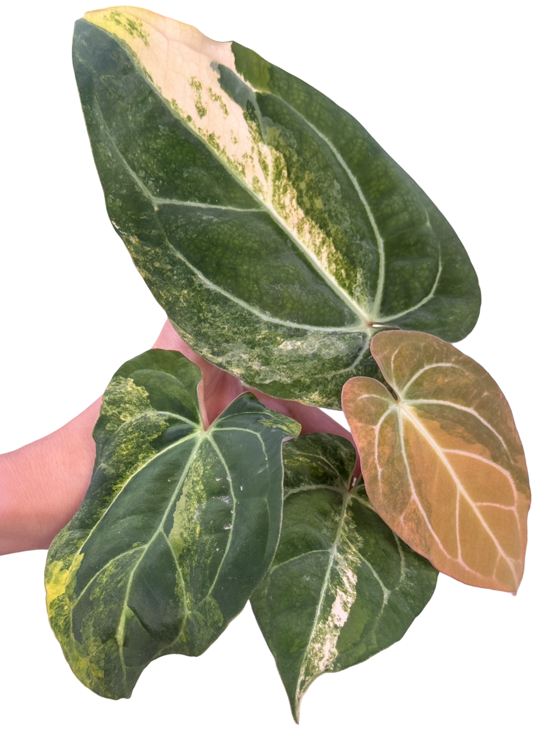 Anthurium (Papillilaminum × Carlablackiae) × Ace of Spades Variegated