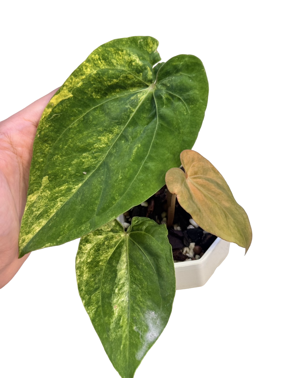 Anthurium papillilaminum Variegated × Anthurium dressleri
