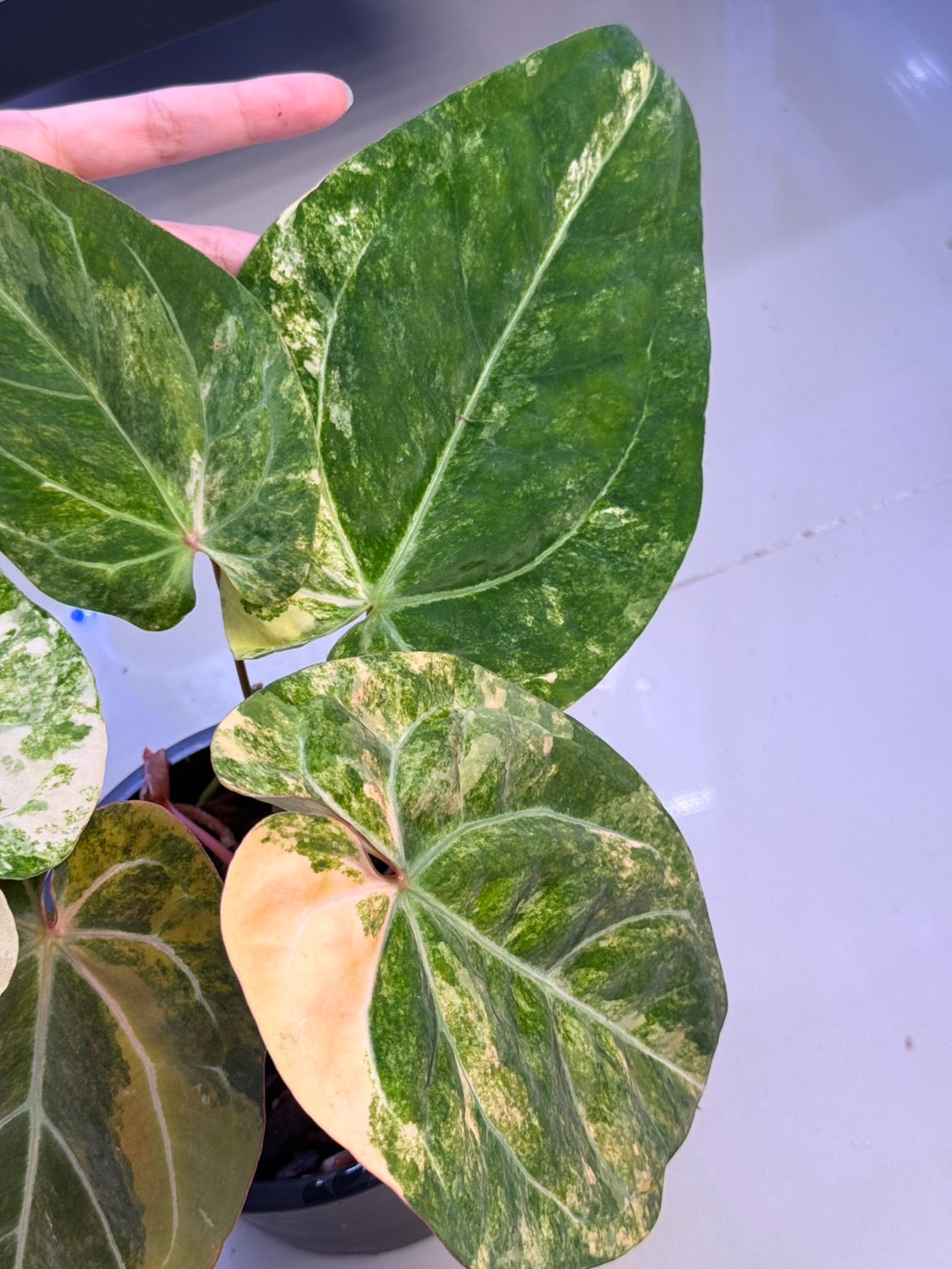 Anthurium papillilaminum Variegated × Michelle Variegated