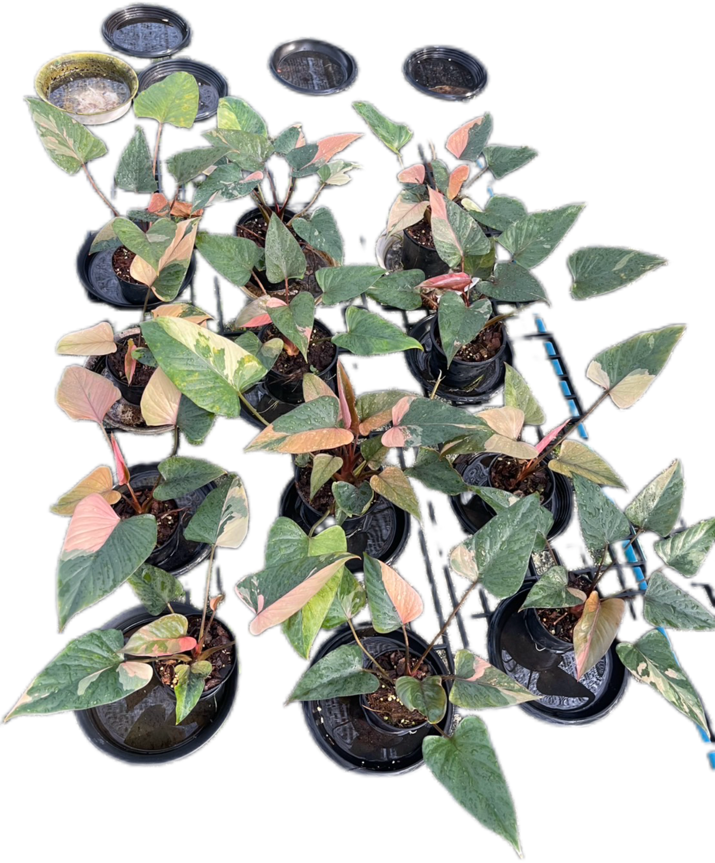 Homalomena Rubescens ‘Pink Diamond’ Variegated – Set of 10