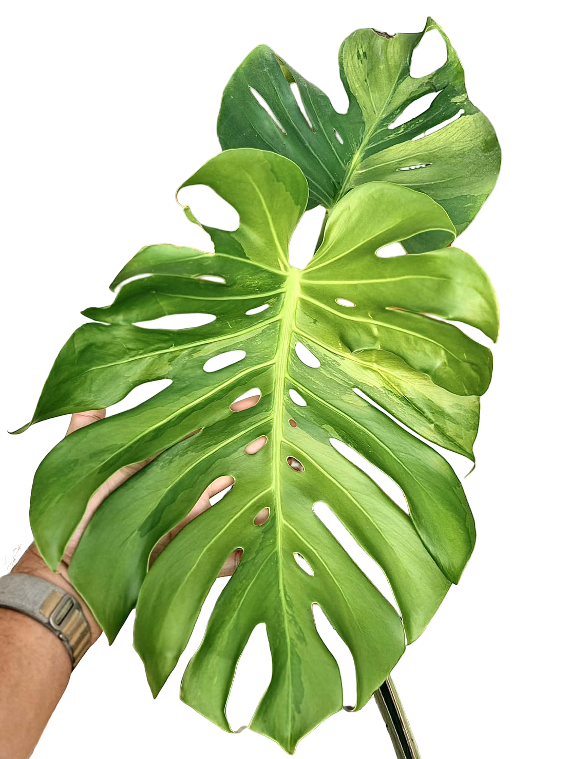 Monstera deliciosa “Lemon Mint”
