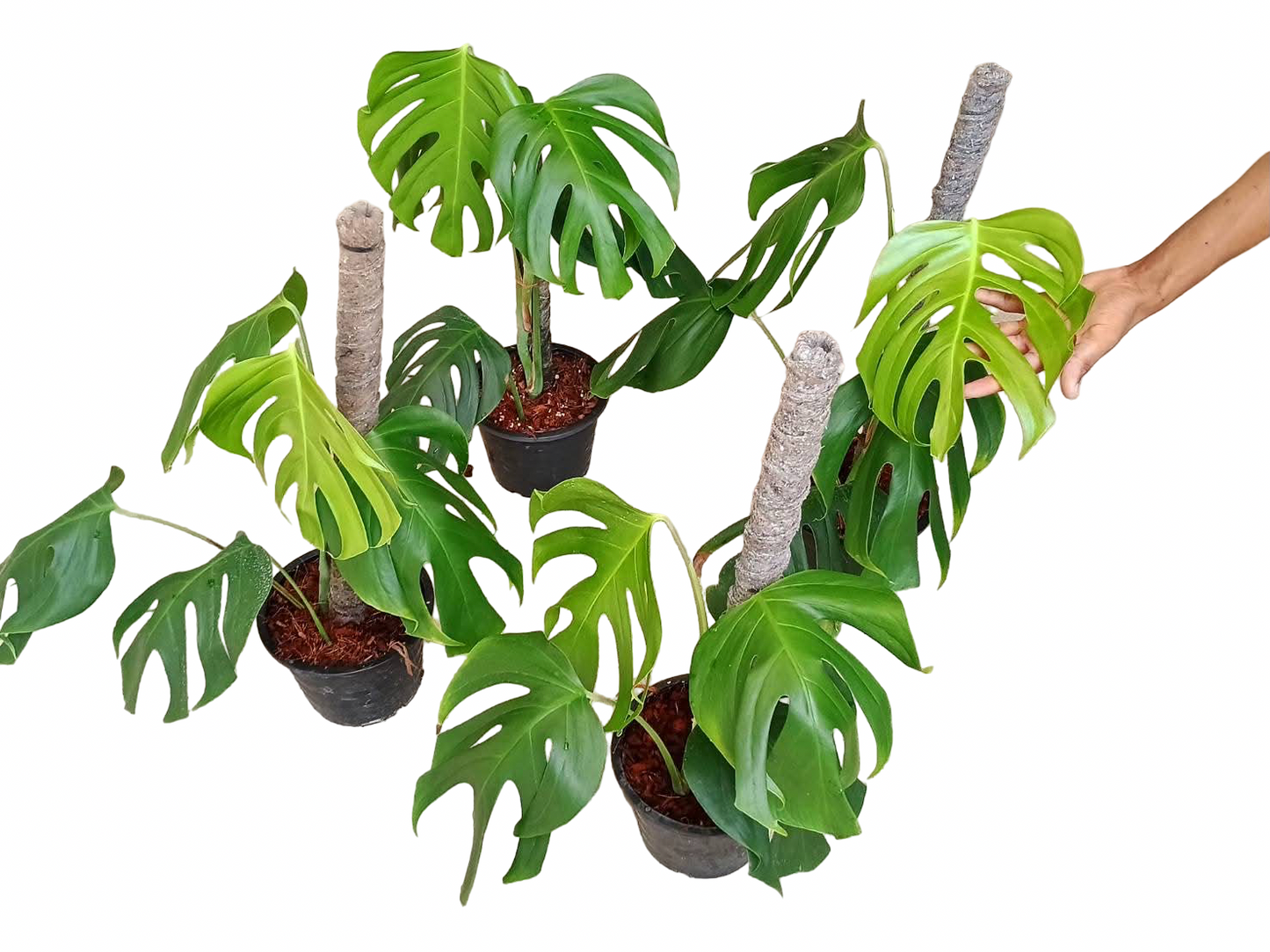 Monstera Sierrana – Rare Climbing Monstera