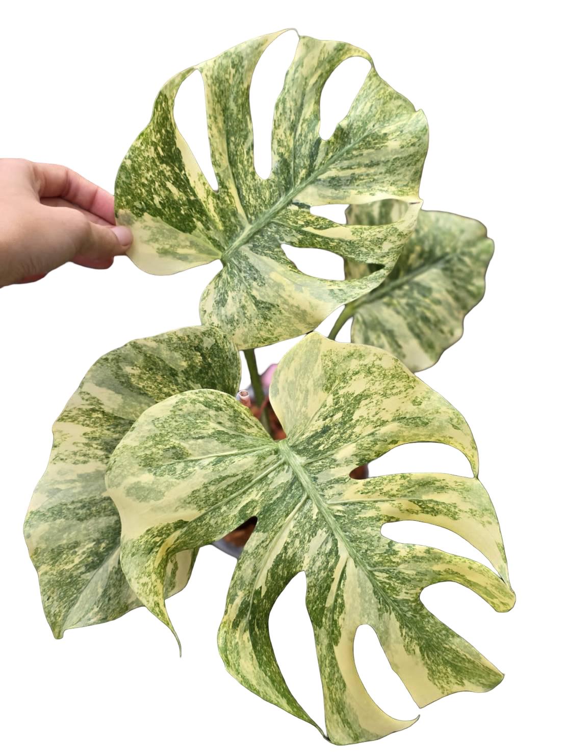 Monstera deliciosa “Legacy” Variegated – Wholesale Set of 4 Plants