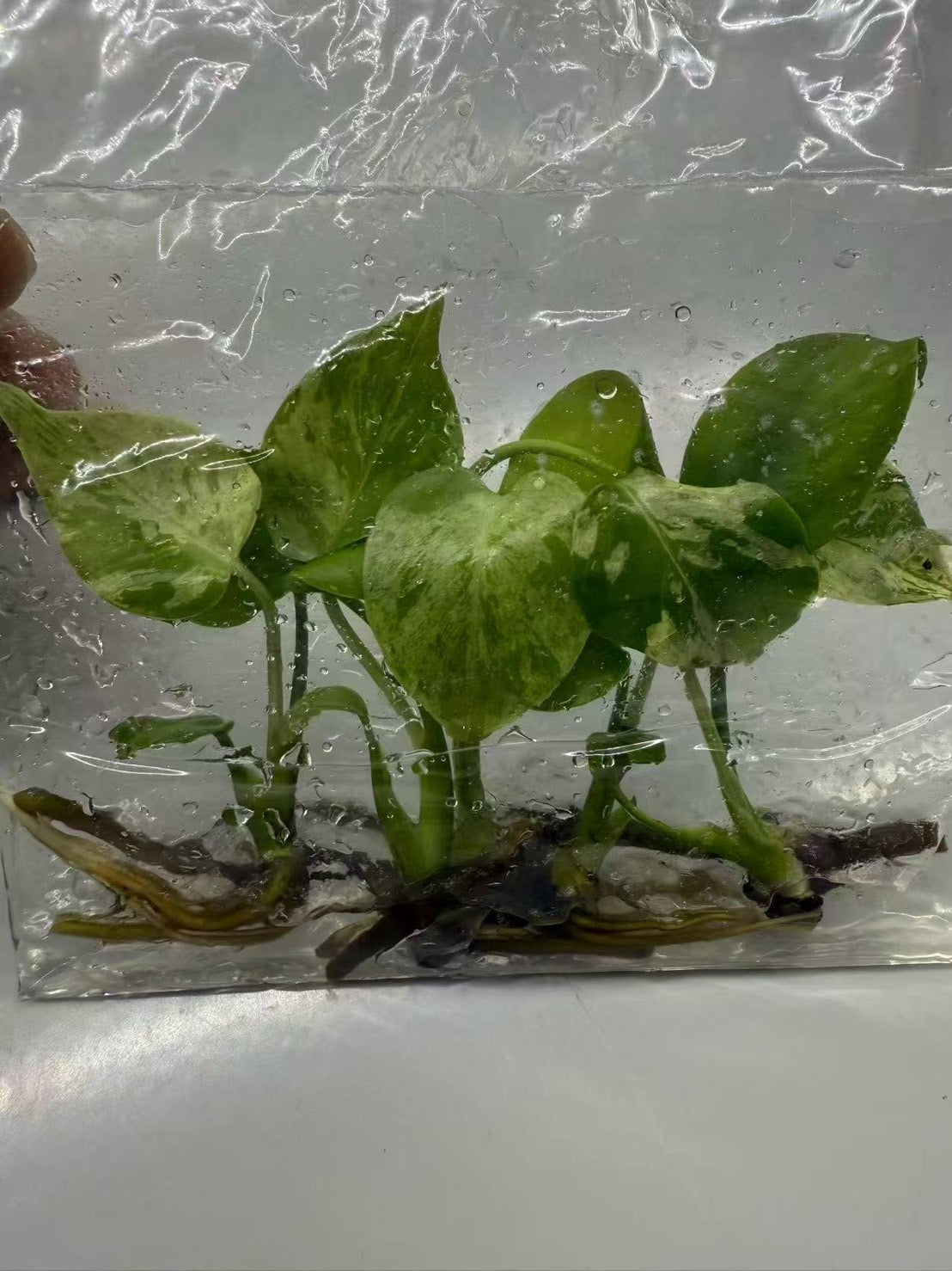 Monstera “Bulbasaur” – Tissue Culture Wholesale Set of 10 Plants