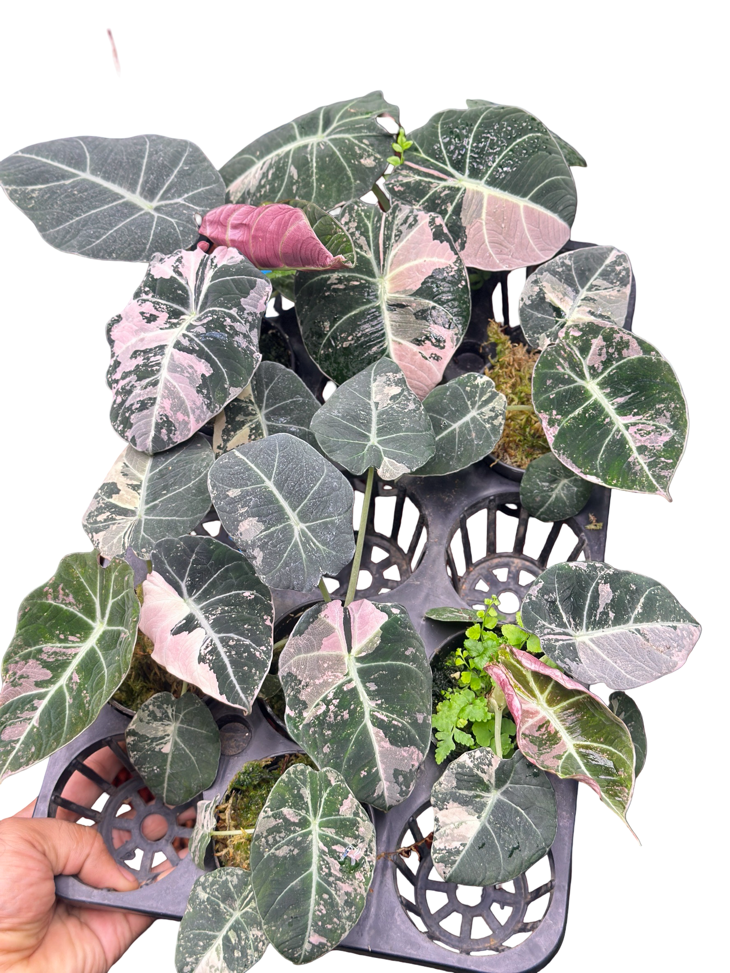 Alocasia Black Velvet Pink Variegated Set of 10 Plants