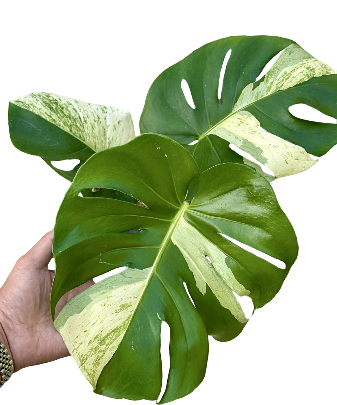 Monstera Deliciosa “White Tear” Variegation
