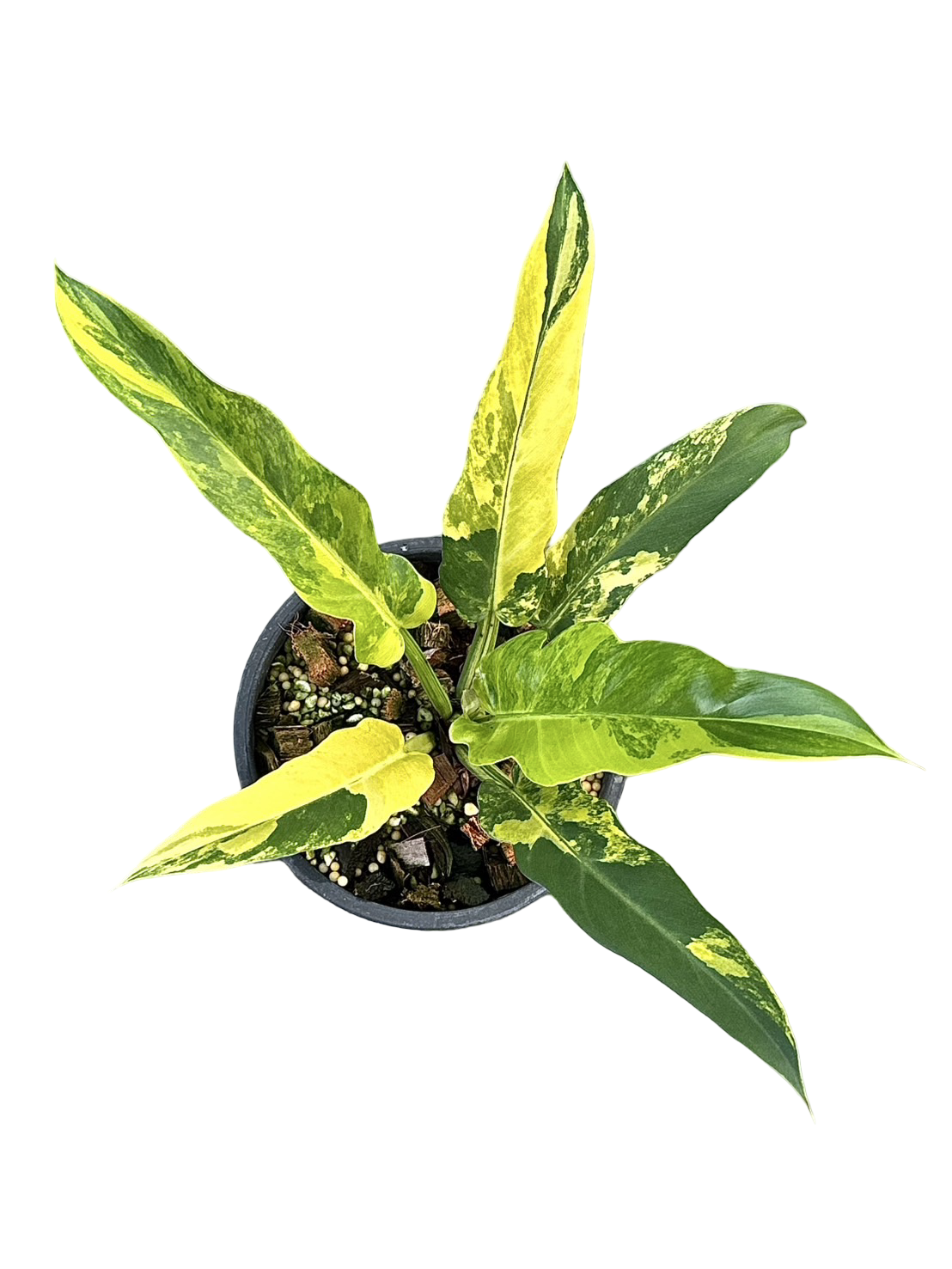 Buy Philodendron Pinnatifidum Variegated