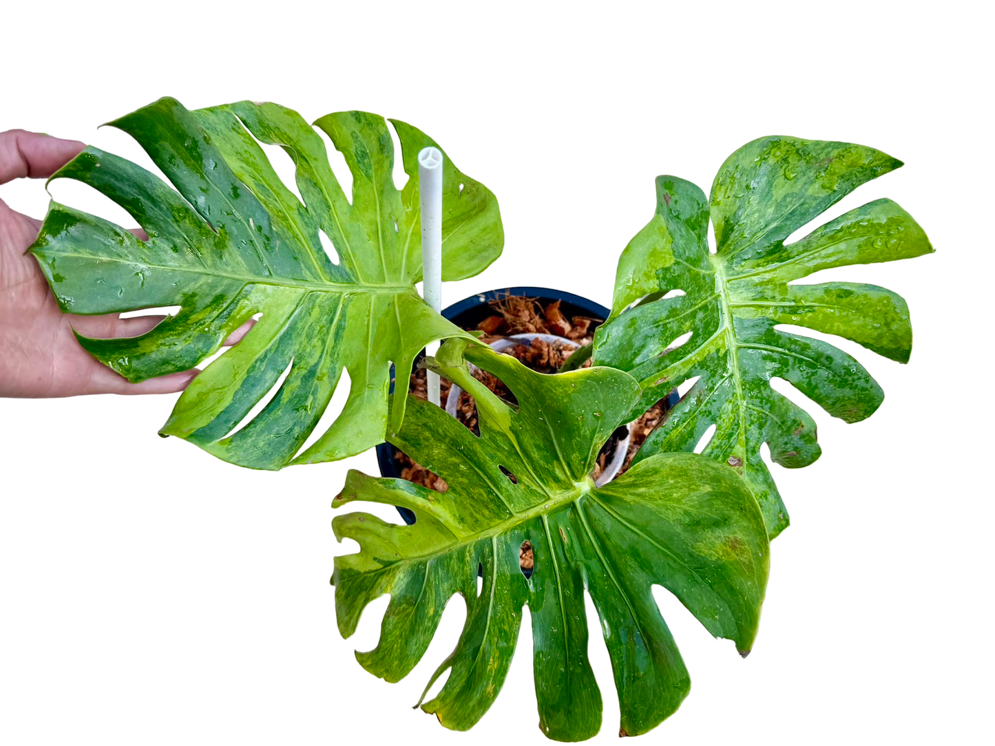 Monstera deliciosa ‘Green Apple’ (Rare Variegated Type)