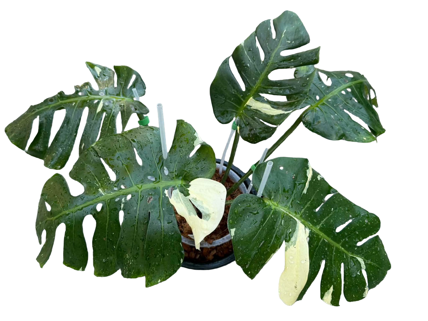 Monstera deliciosa ‘Long Face’ (Rare Form)