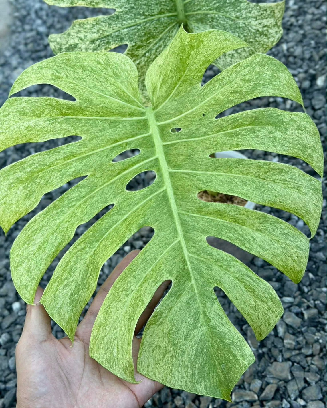 Monstera deliciosa ‘White Tear Full Mint’