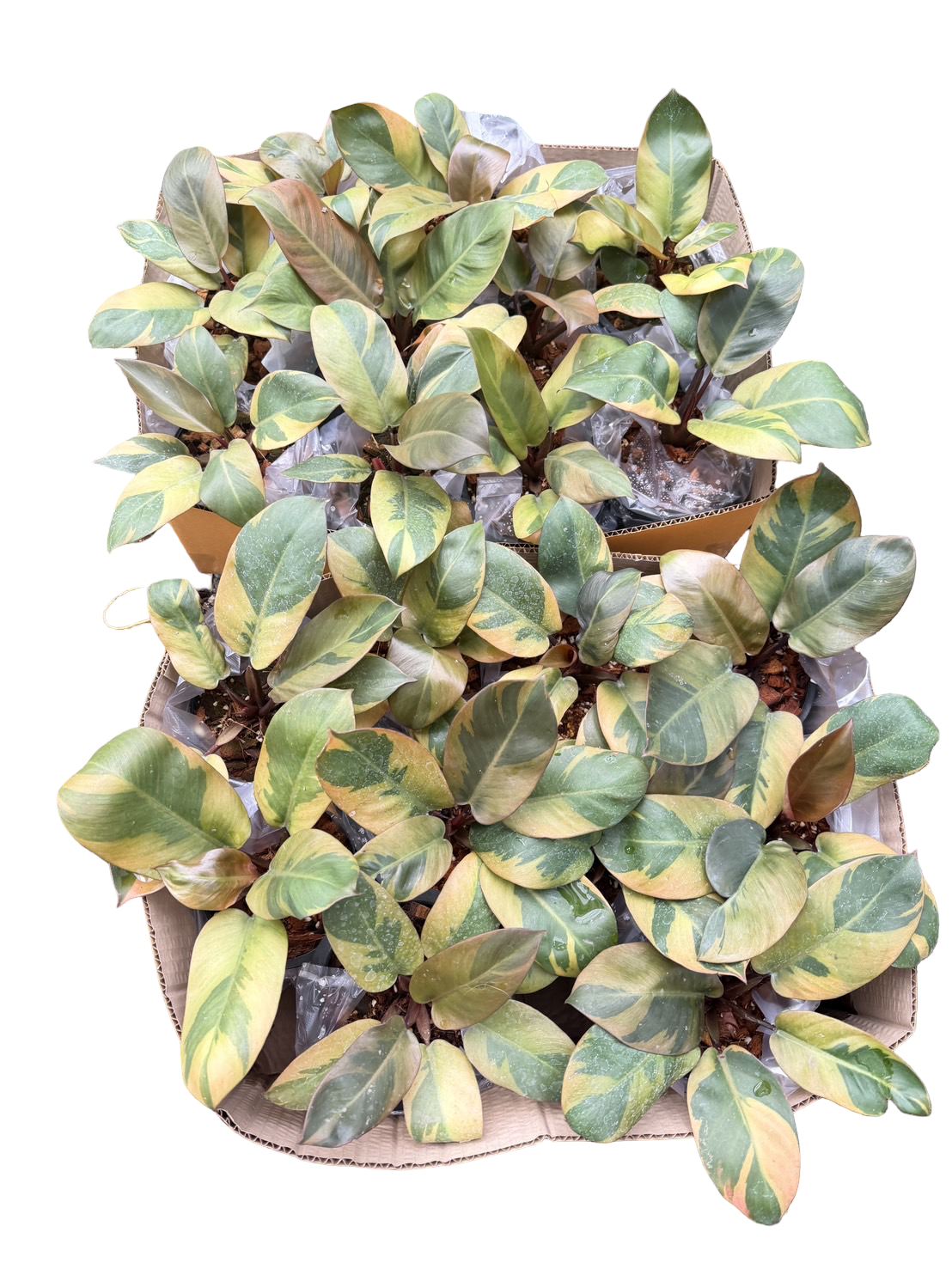 Philodendron Black Cardinal Variegated (no. 2) Set of 10 plants