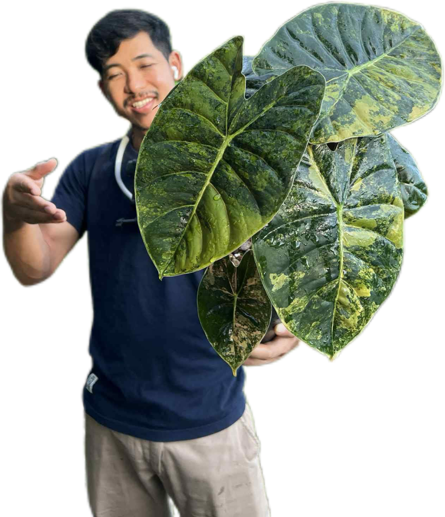 Alocasia Golden Bone Variegated (Set of 10 Plants)