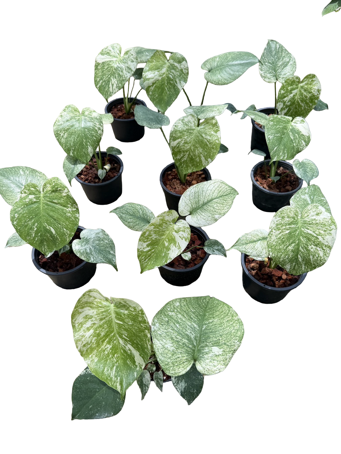ネ*家様 P224Monstera deliciosa'White Monste Buy Monstera Deliciosa White Monster | Thailand Export