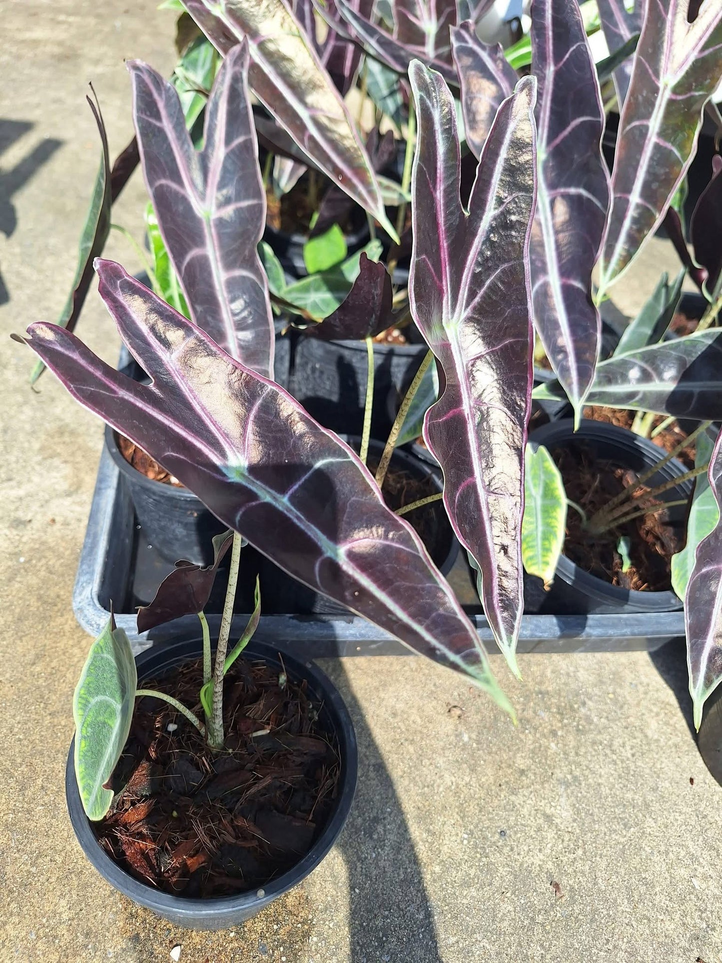 Alocasia Longiloba Purple (Black Cobra) Wholesale Set of 5 Plants