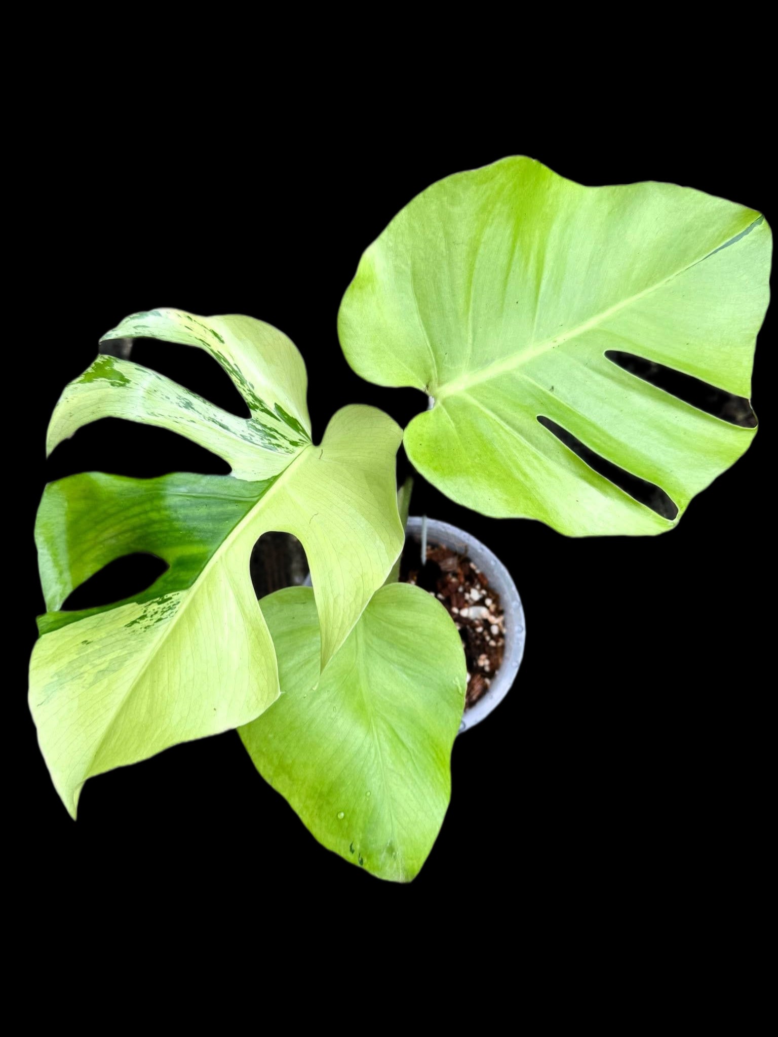 Buy Monstera Deliciosa “Light Lime” | Thailand Export