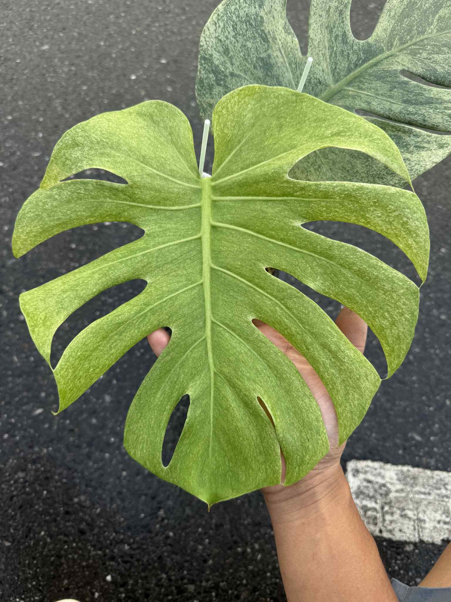 Monstera Deliciosa “Full Mint” Variegated NOID – Actual Plant
