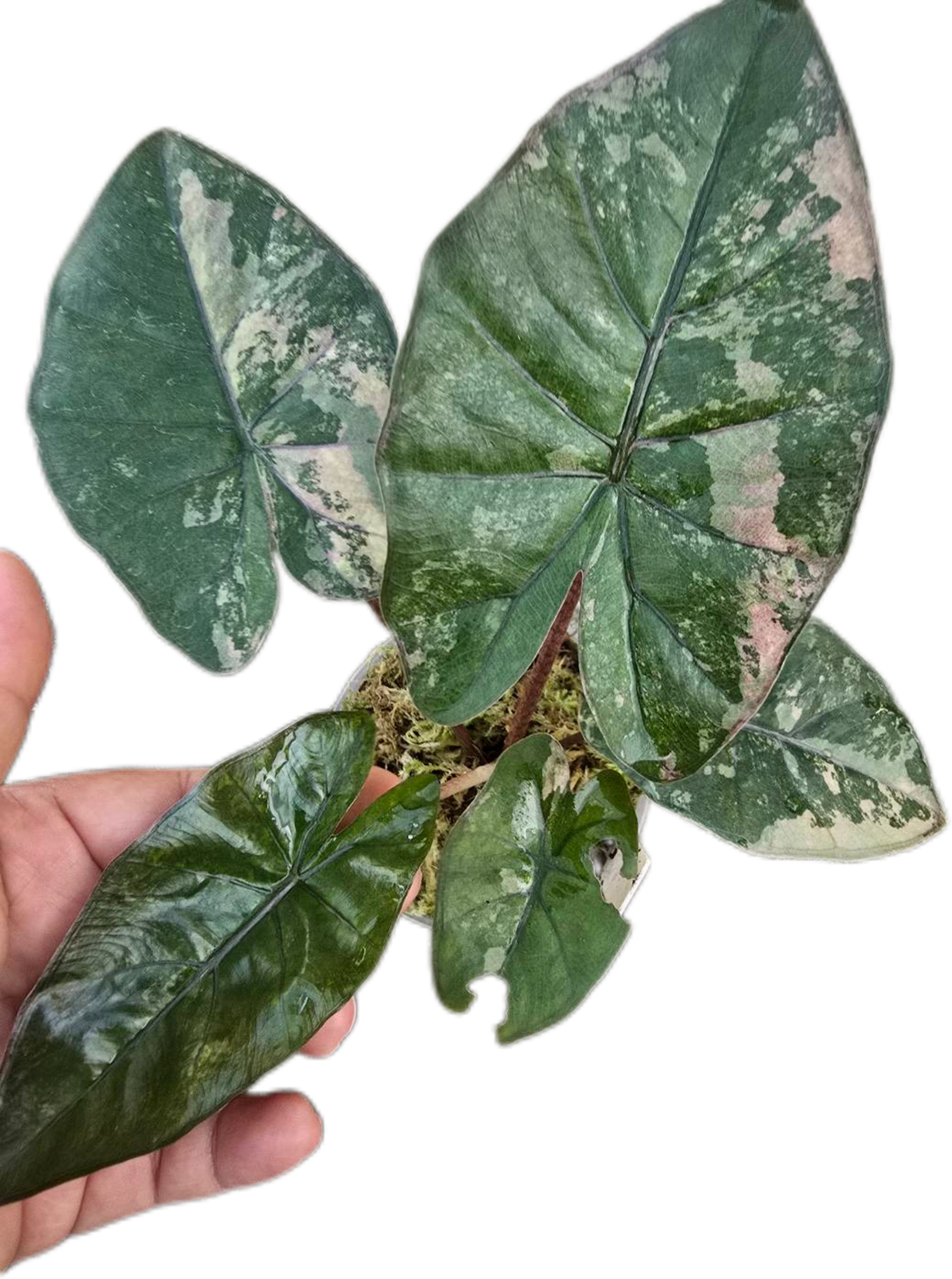 Alocasia Yucatan Princess Pink Variegated