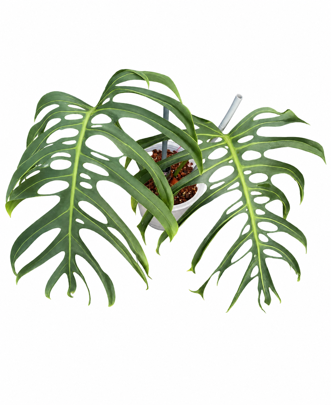 Monstera deliciosa ‘Madagascar’ – Large Form Established Plant
