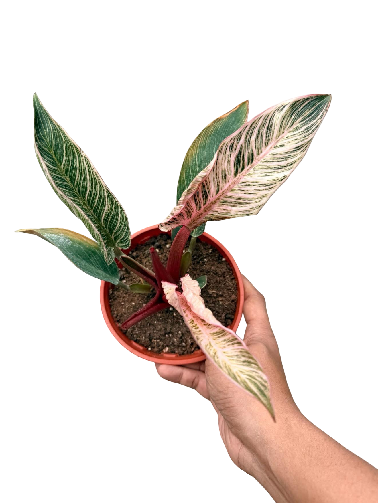 Philodendron Birkin Pink Variegated –(Wholesale Set of 10 Plants)