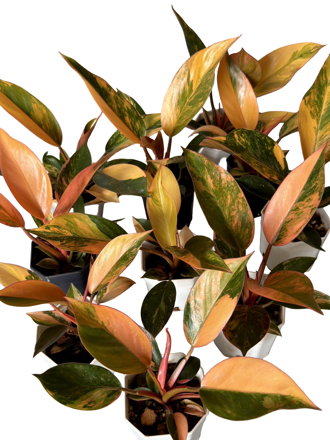 Philodendron Orange Congo Variegated – Set of 5 Plants