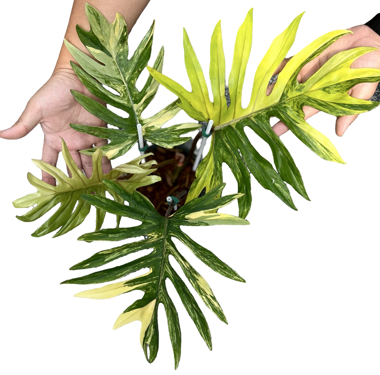Buy Philodendron Mayoi Variegated