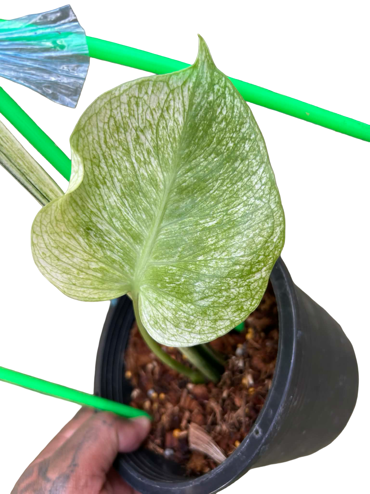 Monstera Deliciosa “Devil Monster” – 1 Leaf Cutting Rooted, 1 Shoot