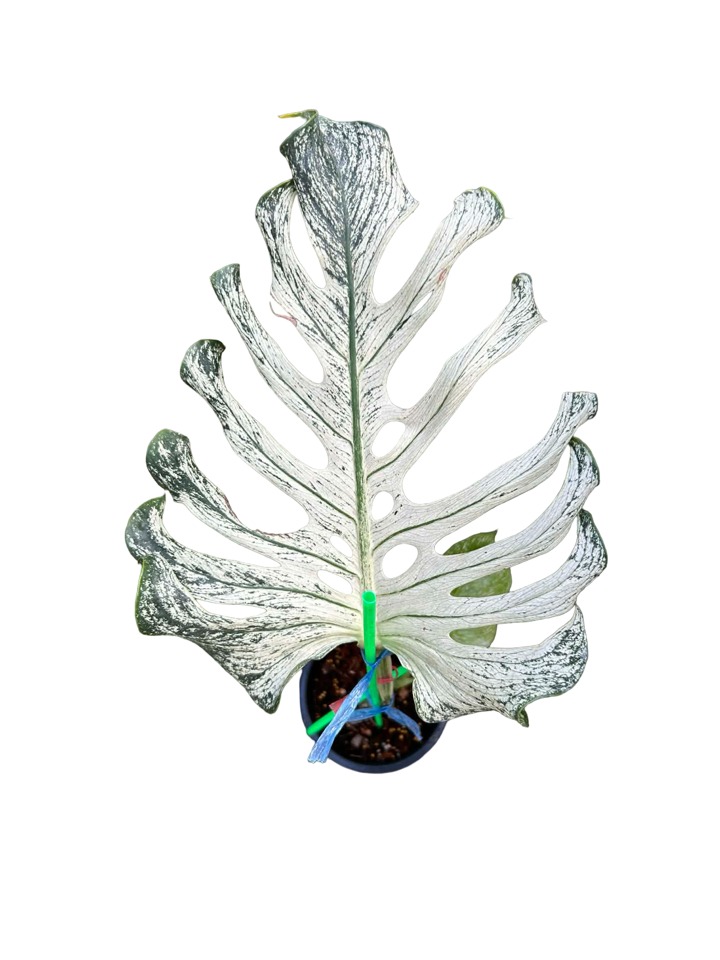 Monstera Deliciosa “Devil Monster” – 1 Leaf Cutting Rooted, 1 Shoot