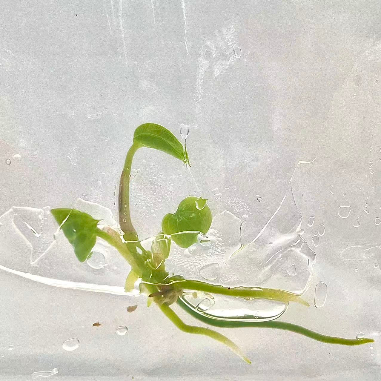 Anthurium Luxurians – Tissue Culture (TC) Plantlets | Set of 100