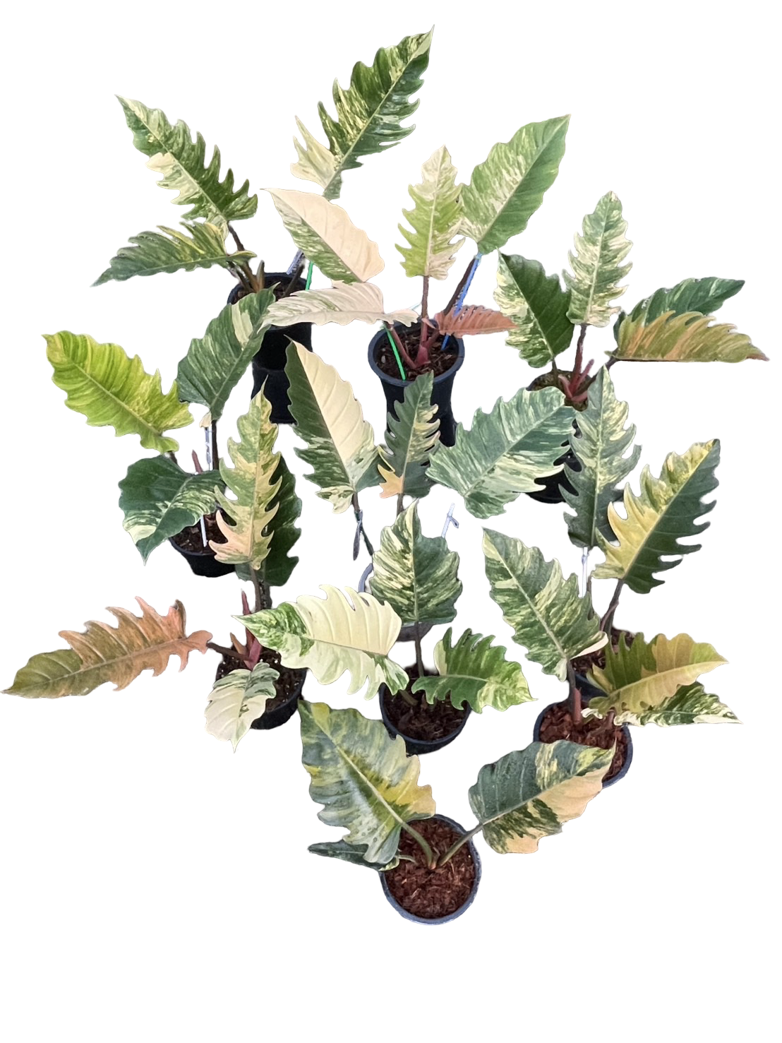 Philodendron Caramel Marble Variegated – Potted Plants | Set of 10