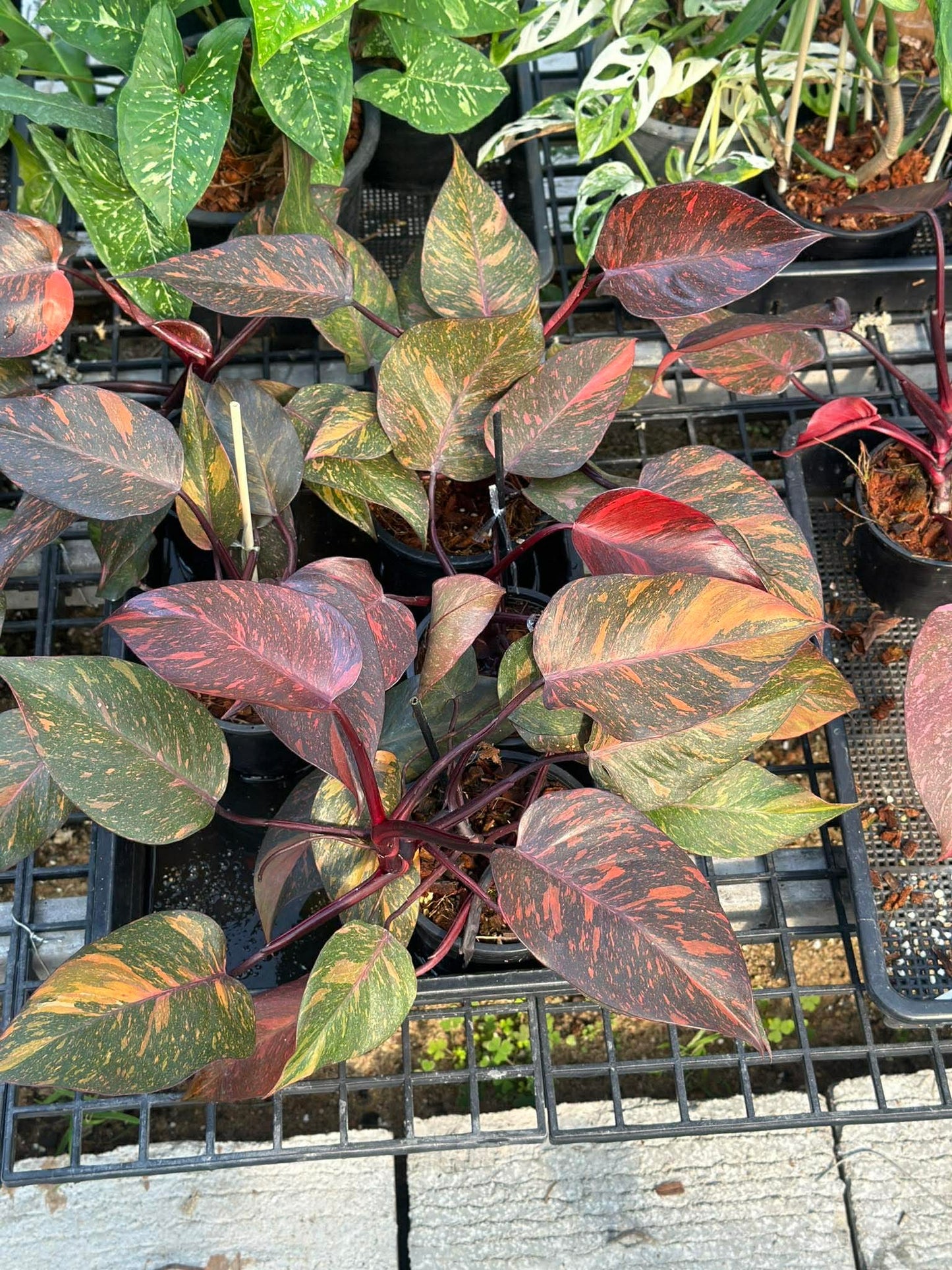 Philodendron Orange Princess Galaxy – Tissue Culture | Wholesale Set of 100 Plants