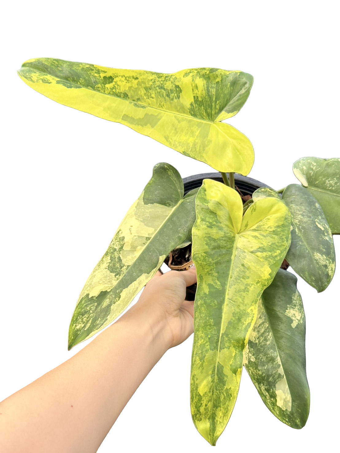 Philodendron (FB x Mayoi) x (Bobcee x Black Billietiae) Variegated Hybrid