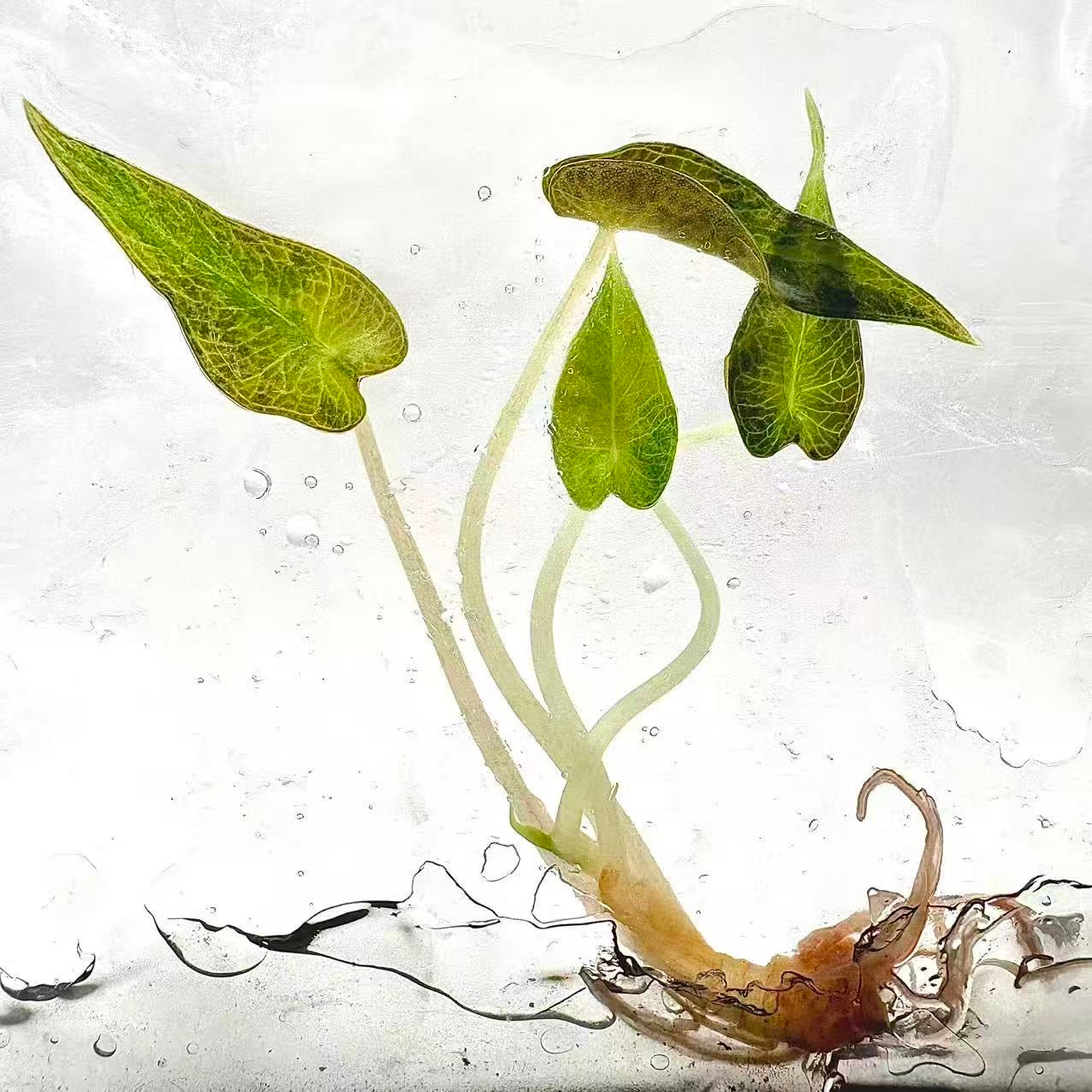 Alocasia Bambino Aurea Variegated – Tissue Culture (Wholesale) Set of 50 Plants