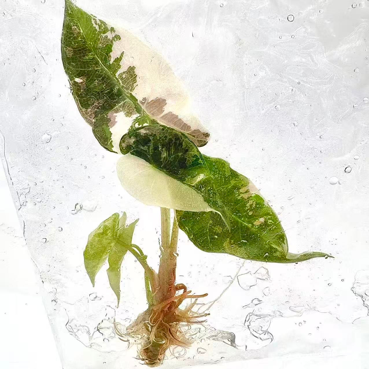 Alocasia Polly Pink Variegated – Tissue Culture Plantlets (Set of 10)