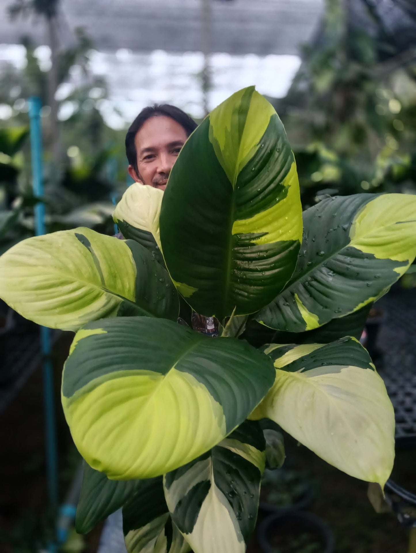 Spathiphyllum Sensation Aurea Variegated (Korean)– Big Size (Rare Collector’s Edition)