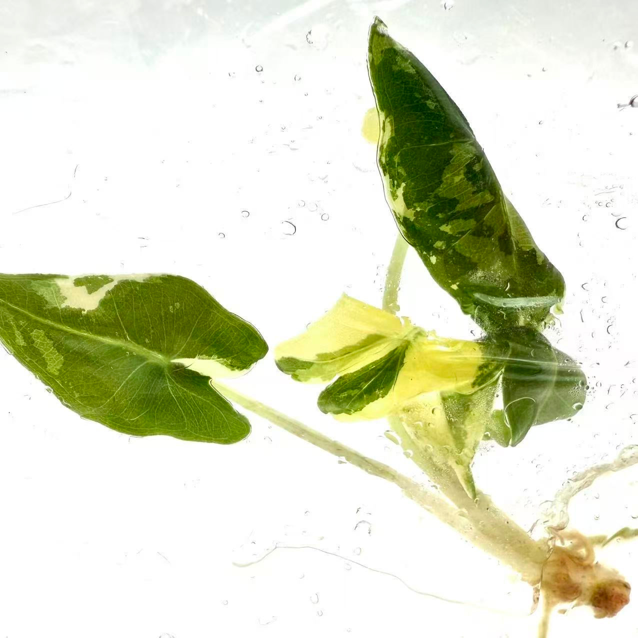 Alocasia Sarian Albo Variegated – Tissue Culture
Set of 10 TC plantlets