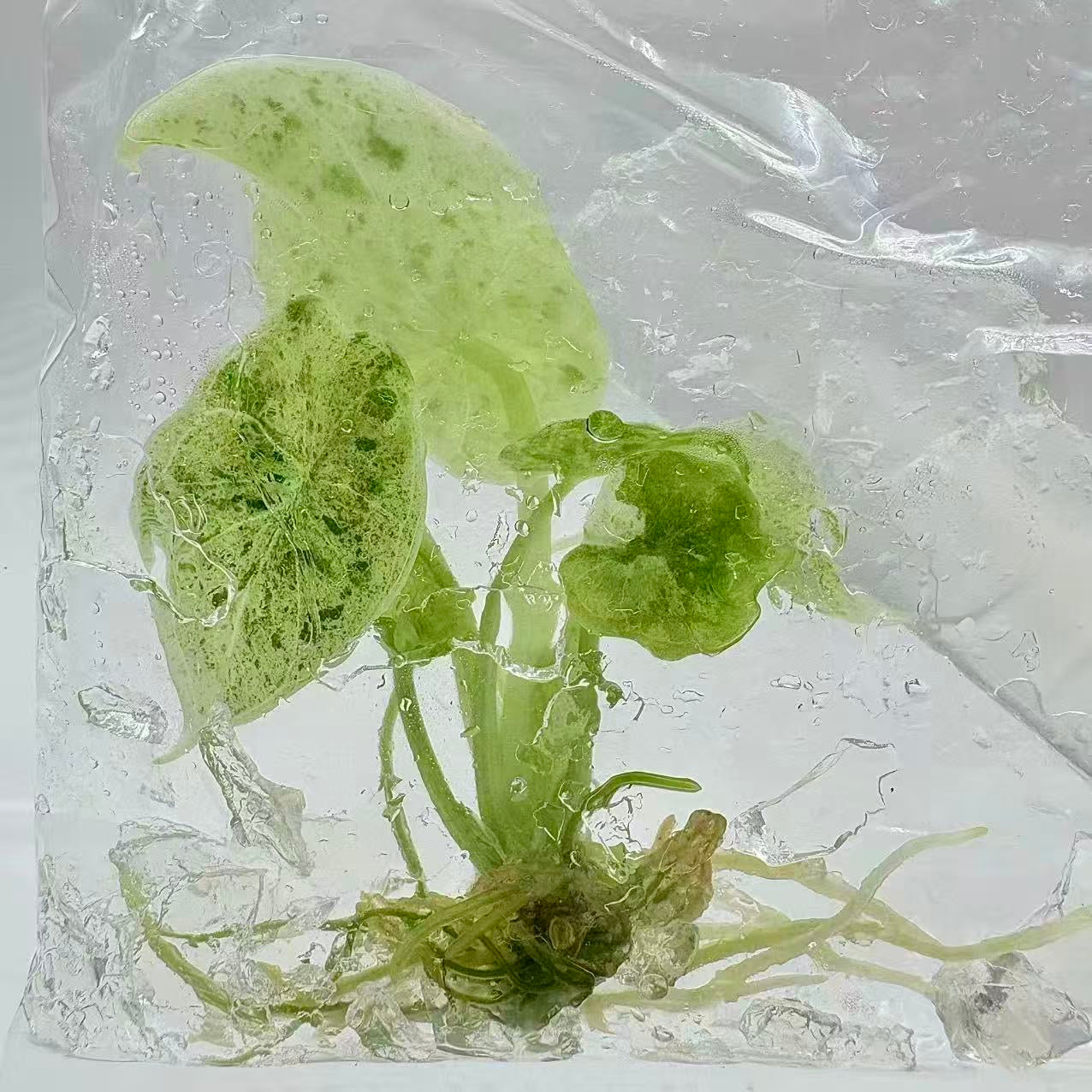 Alocasia Dragon Scale Mint – Tissue Culture (Set of 50)
