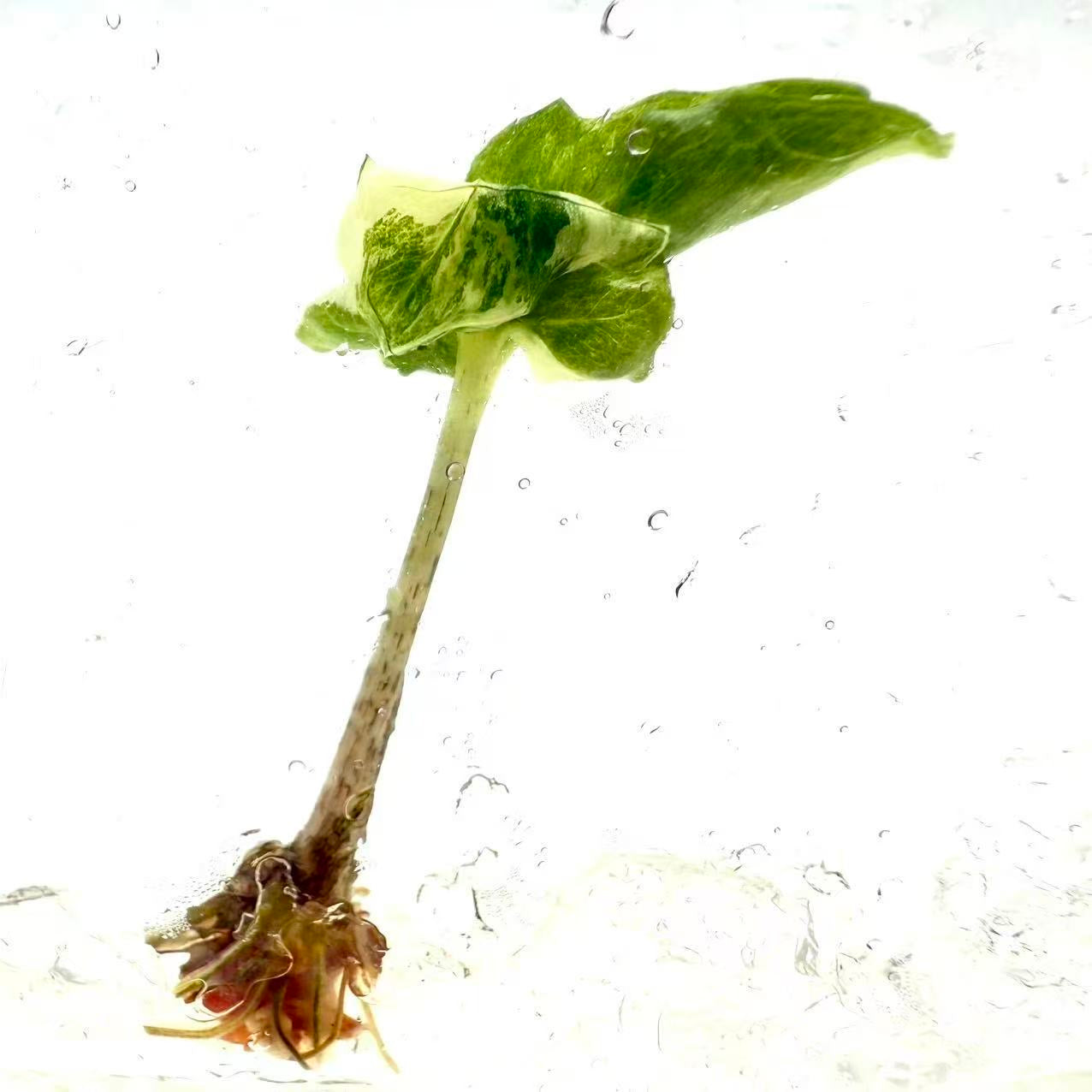 Alocasia Brancifolia Albo Variegated – Tissue Culture