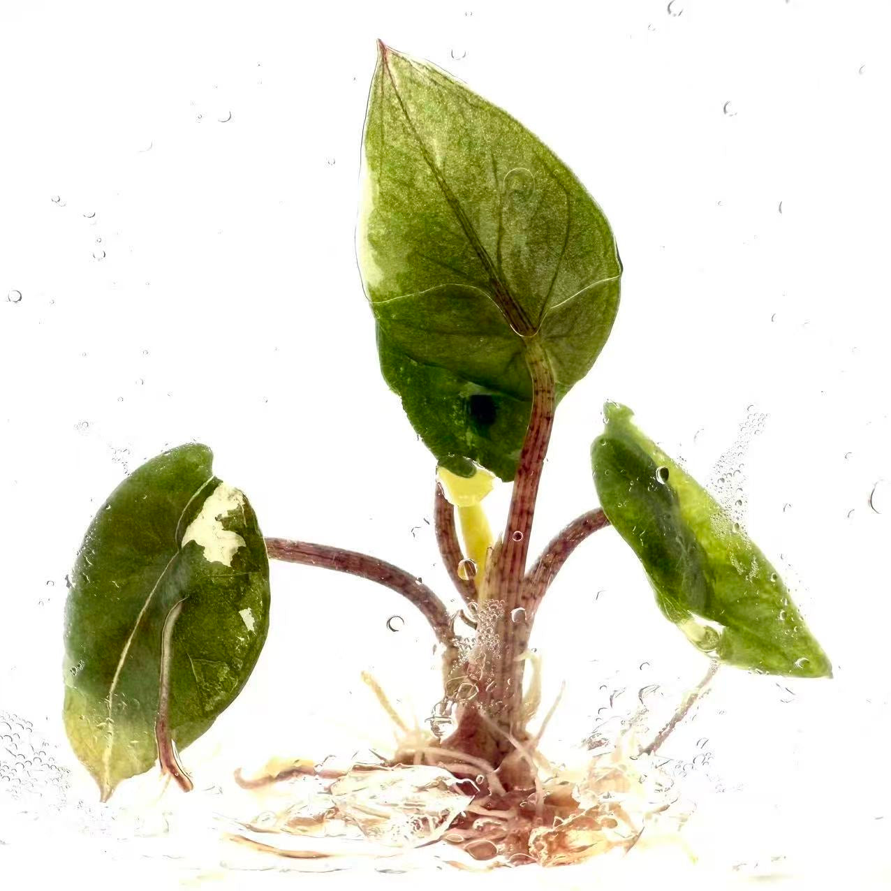 aglaonema albo variegata Buy Aglaonema “Mahasettee” Bundle of 5 Pl…