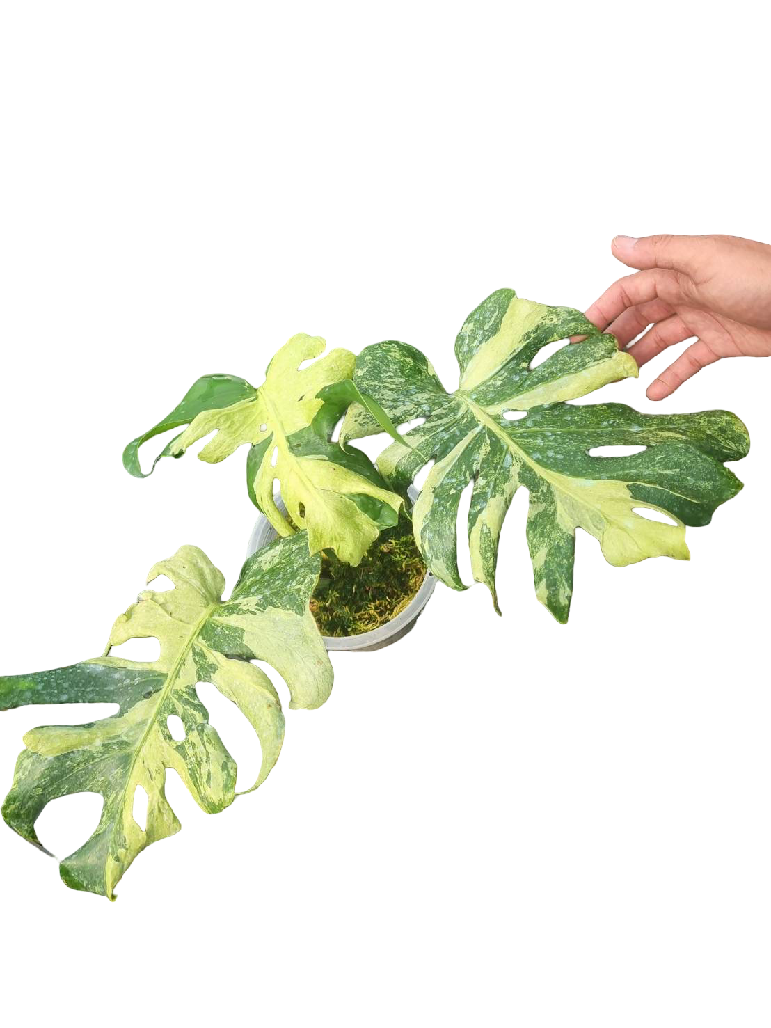 Buy Alocasia “Low Rider” Albo Variegated … | Thailand Export